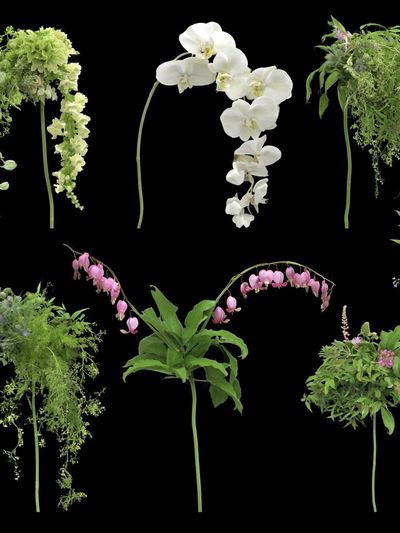 Botanical Floral Study Poster.