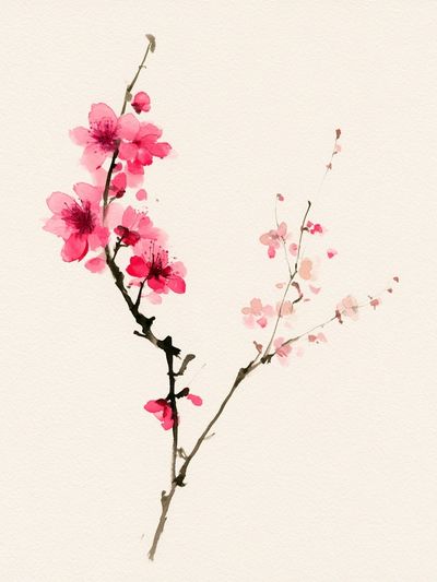 Cherry Blossom Watercolor Print. poster