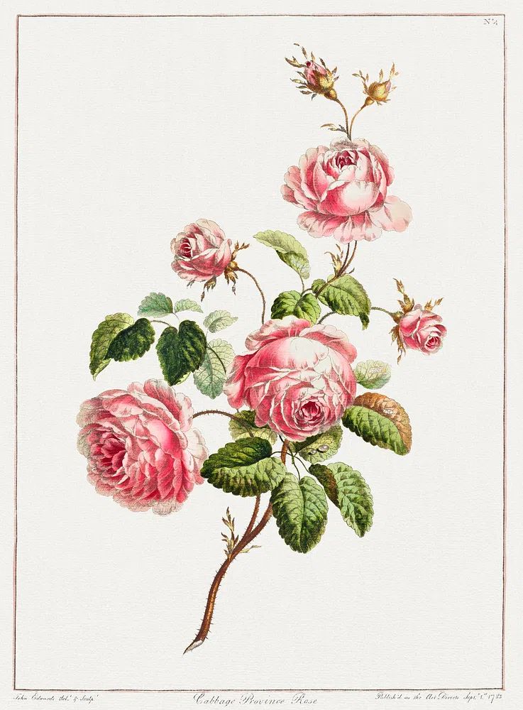 Collection Flowers Drawn Nature. poster detail