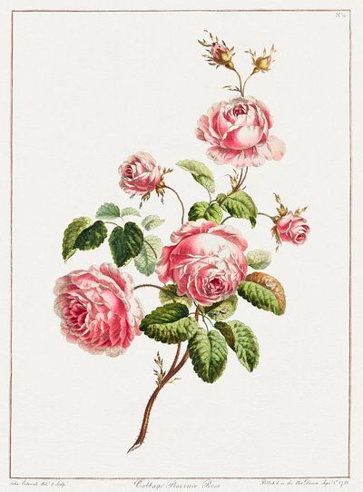 Collection Flowers Drawn Nature. poster print