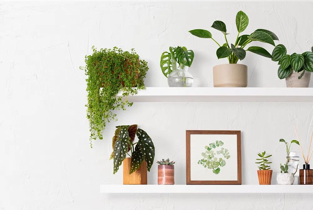 Home decor indoor plant shelf. poster — botanical art