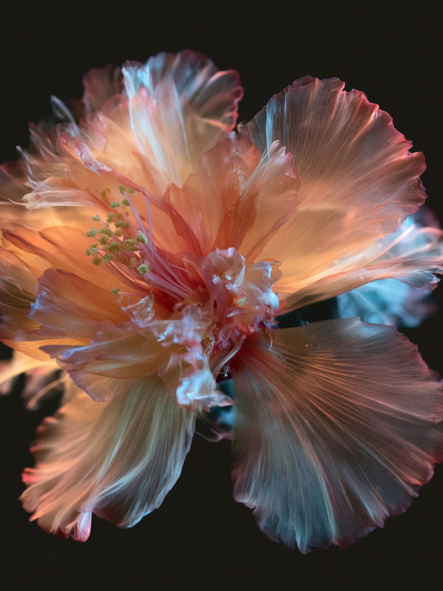 Glowing Hibiscus Bloom Photography Poster. poster — botanical art