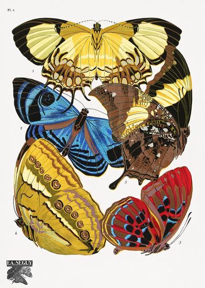 E.A. Séguy 's vintage butterflies. poster print