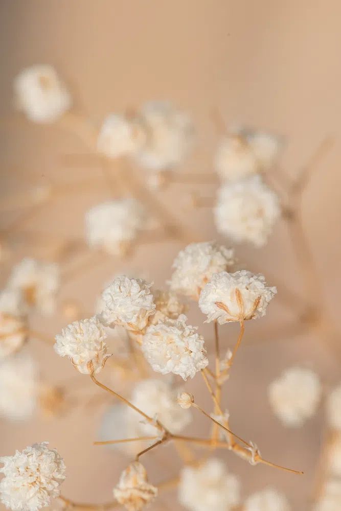 Dried gypsophila flowers macro shot. poster — botanical art