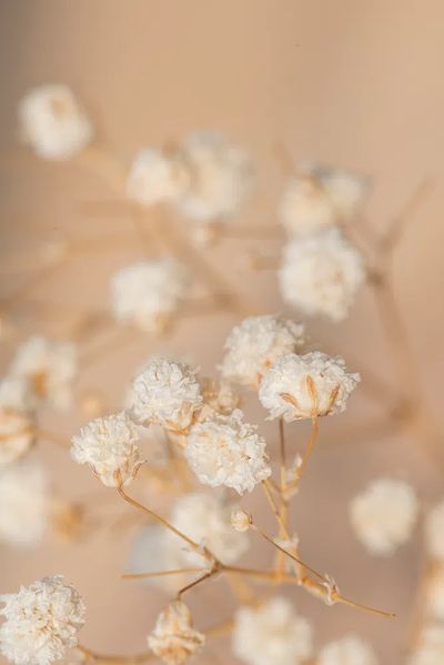 Dried gypsophila flowers macro shot.