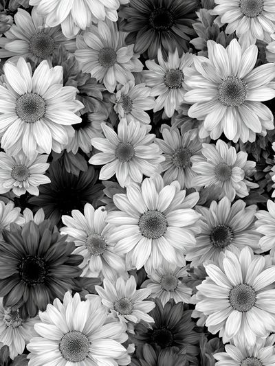 Black and White Daisy Floral Print.