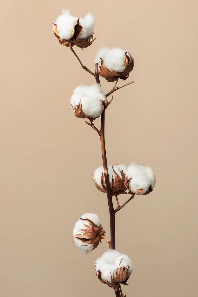 Dried fluffy cotton flower branch. poster detail