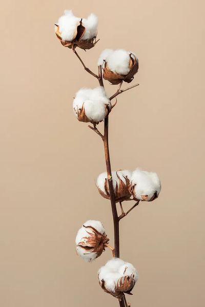 Dried fluffy cotton flower branch. poster print