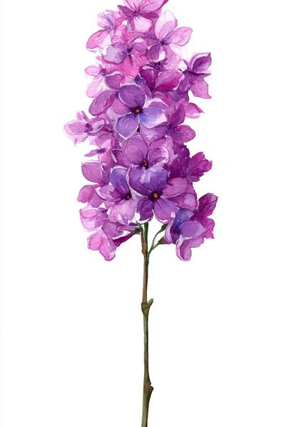 Purple Hydrangea Watercolor Print.
