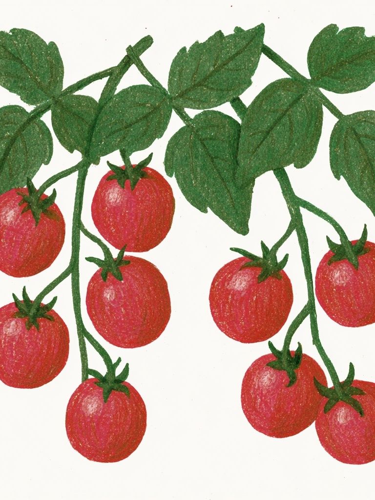 Tomato Vine Botanical Print. poster — botanical art