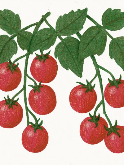Tomato Vine Botanical Print.