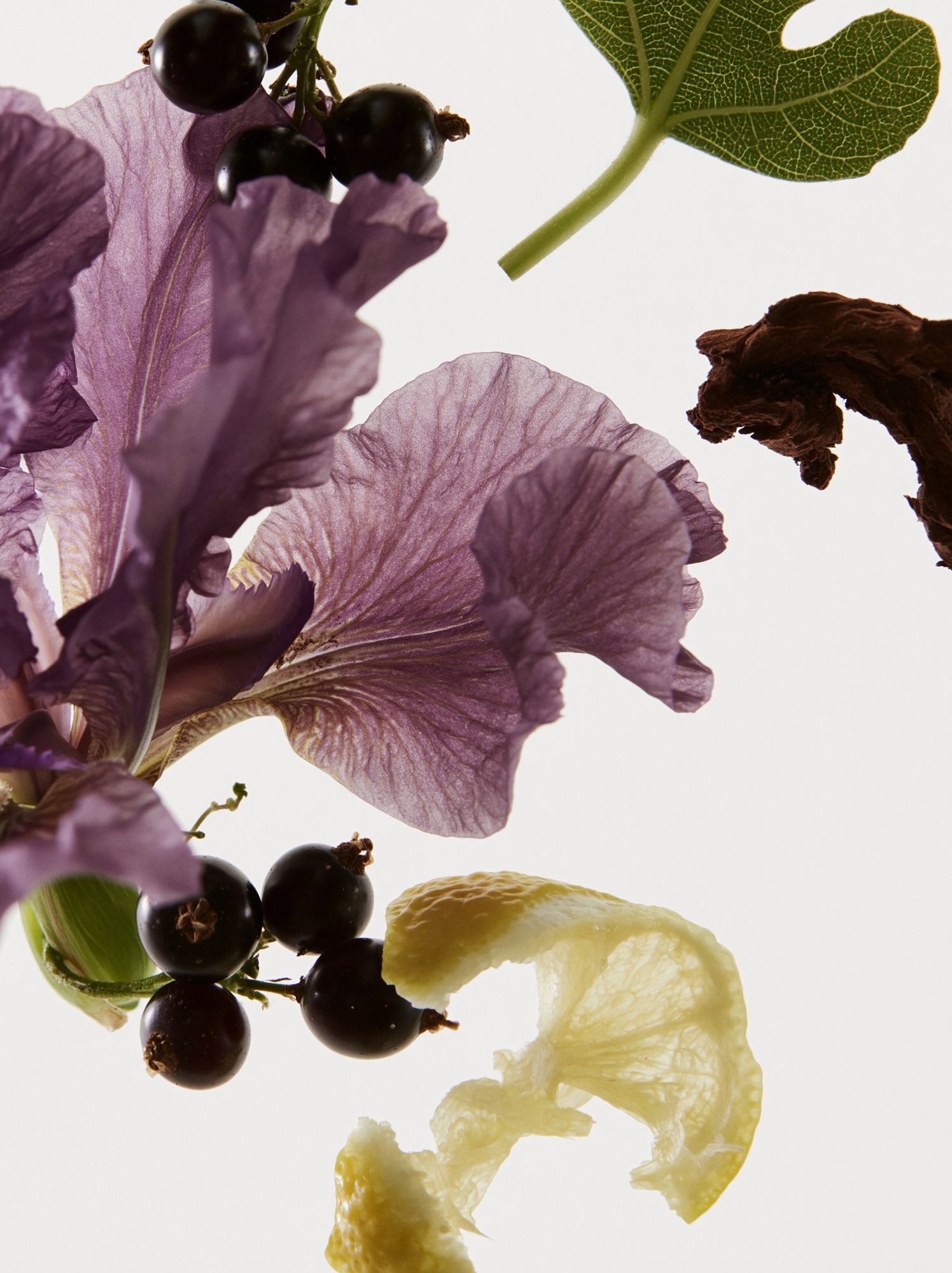 Botanical Still Life Photography Poster. poster detail