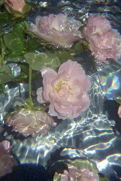 Floating Pink Roses Abstract Print. poster print