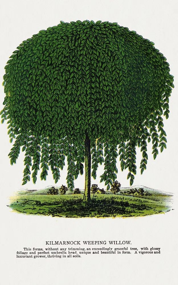 Kilmarnock Weeping Willow tree lithograph. poster detail