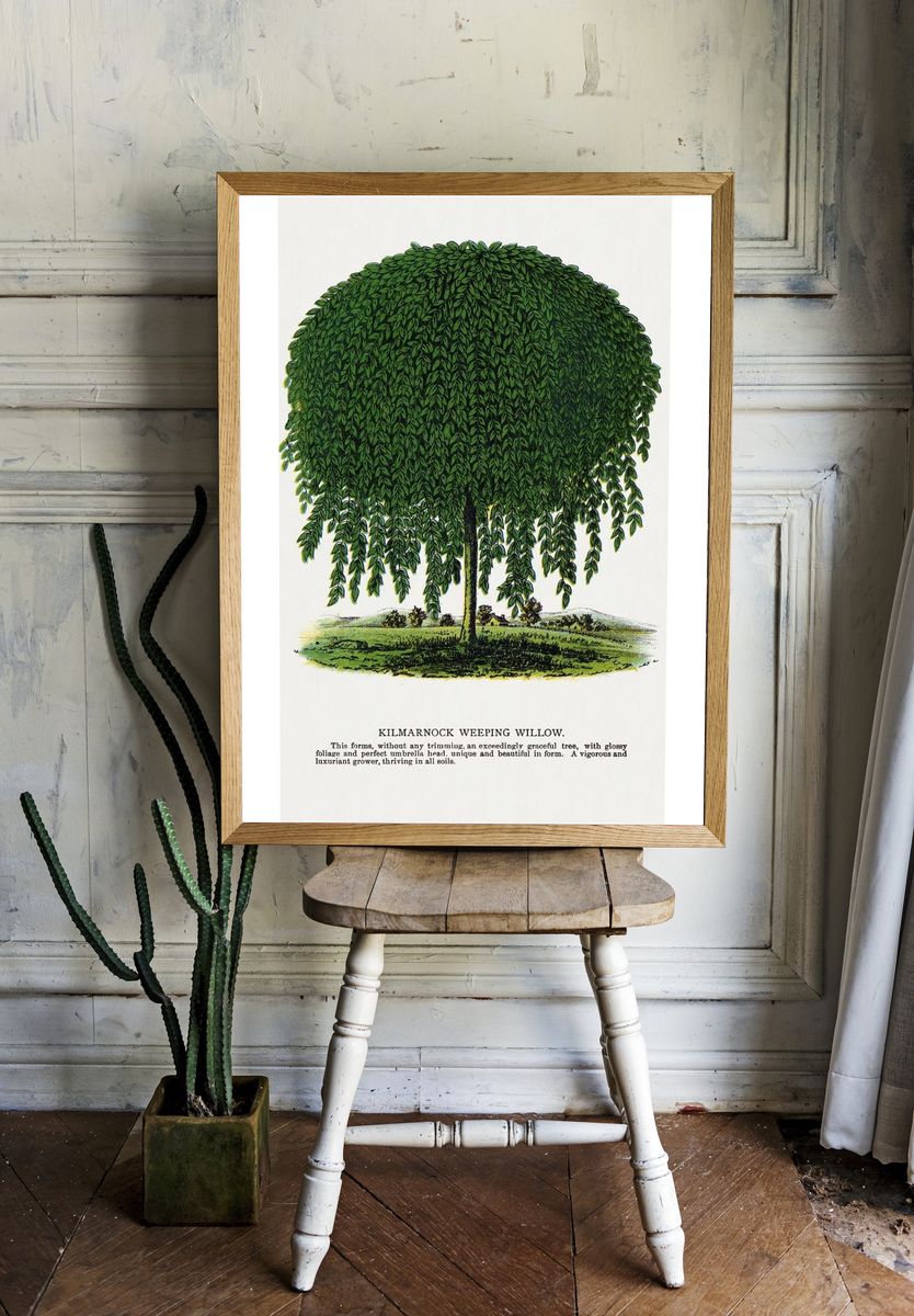 Kilmarnock Weeping Willow tree lithograph. — room view 1