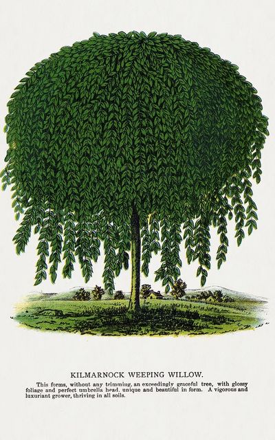 Kilmarnock Weeping Willow tree lithograph. poster print
