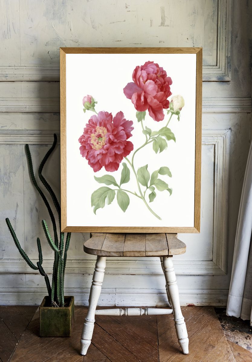 Pink Peony Botanical Print. room preview