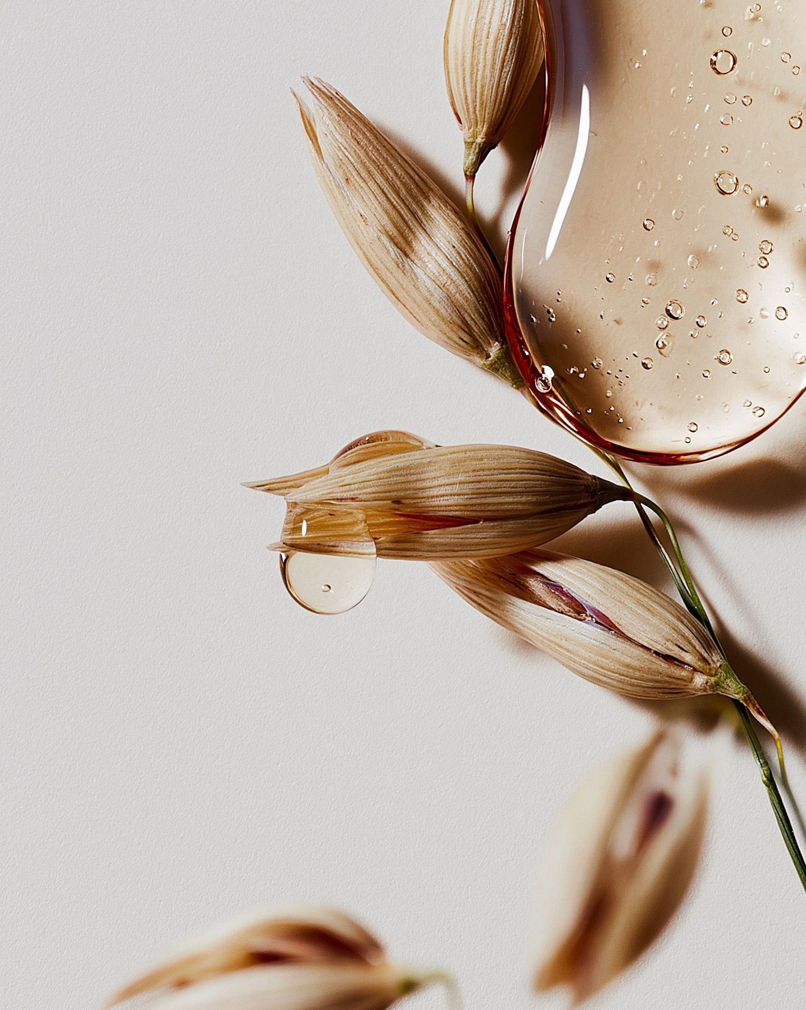Dried Petals and Water Droplets Print. poster — botanical art