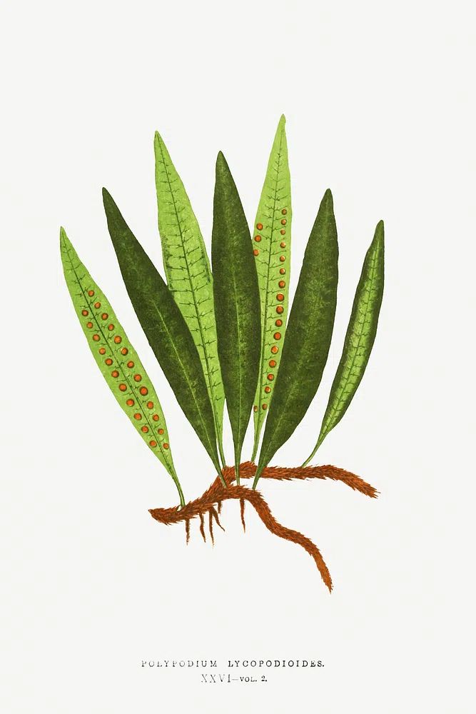 Polypodium Lycopodioides Ferns: British Exotic. poster detail