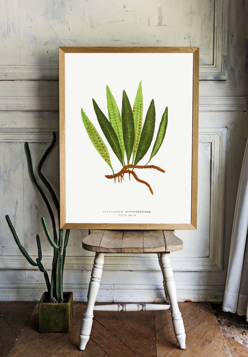 Polypodium Lycopodioides Ferns: British Exotic. — room view 1