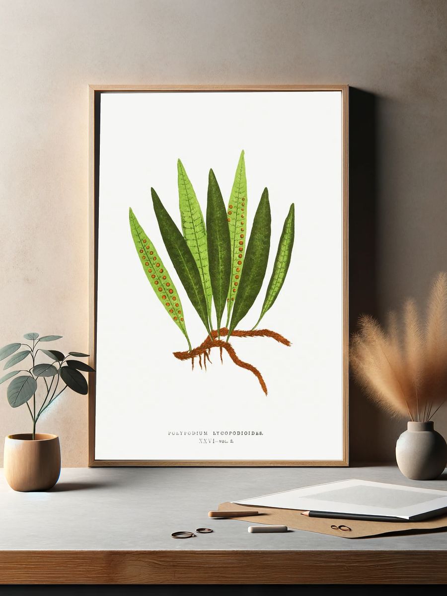 Polypodium Lycopodioides Ferns: British Exotic. — room view 2