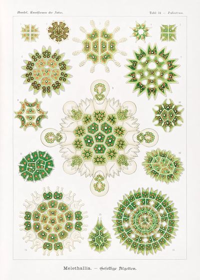 Melethallia–Gesellige Algetten Kunstformen der Natur. poster print