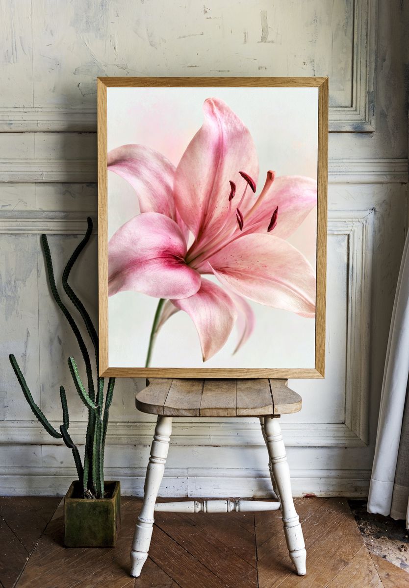 Pink Lily Botanical Print. — room view 1