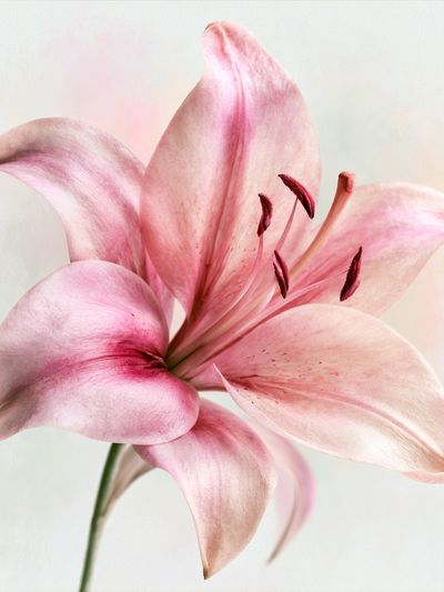 Pink Lily Botanical Print.