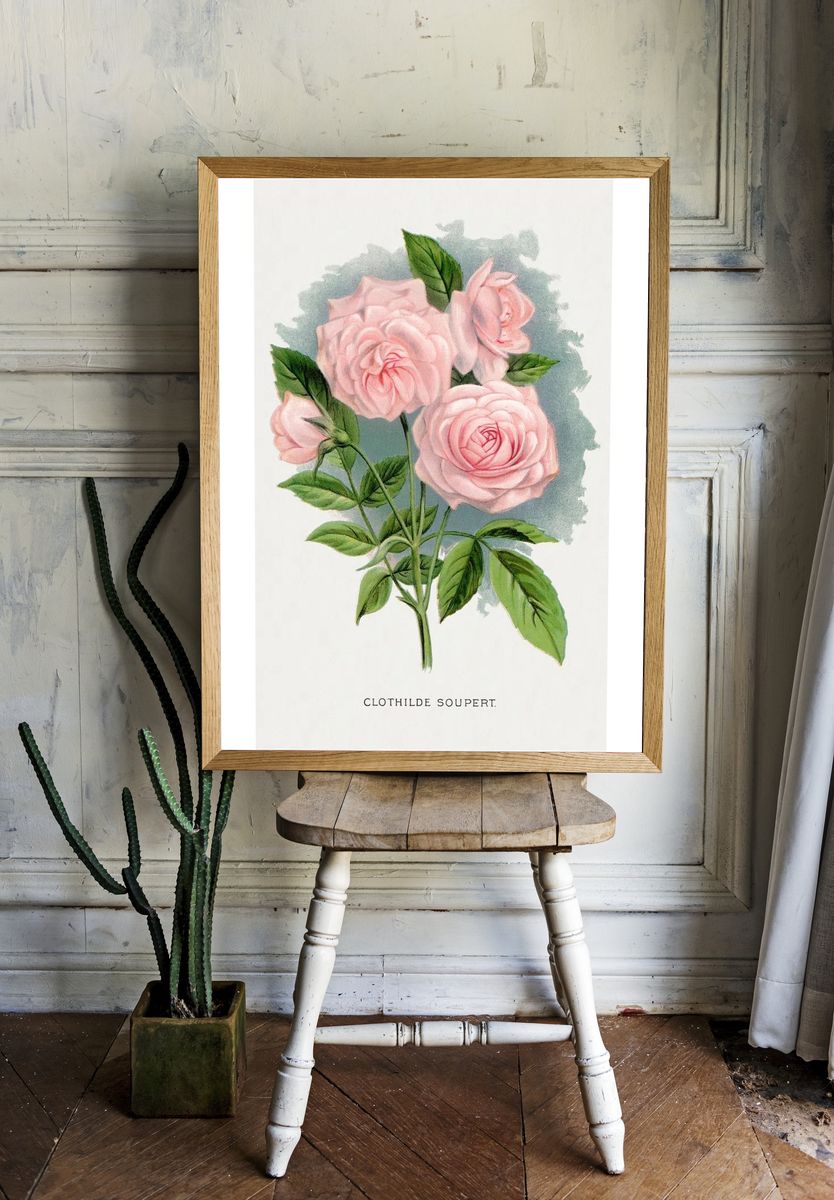 Pink rose, Clothilde Soupert lithograph. room preview