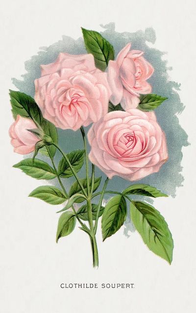 Pink rose, Clothilde Soupert lithograph. poster print