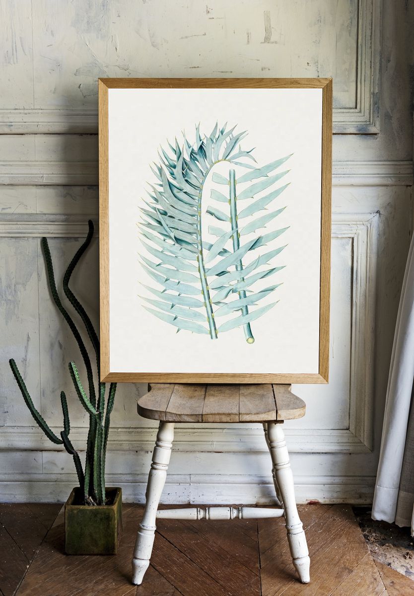 Vintage Eastern Cpe blue cycad. — room view 1