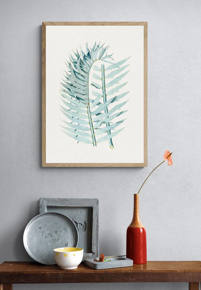 Vintage Eastern Cpe blue cycad. — room view 3