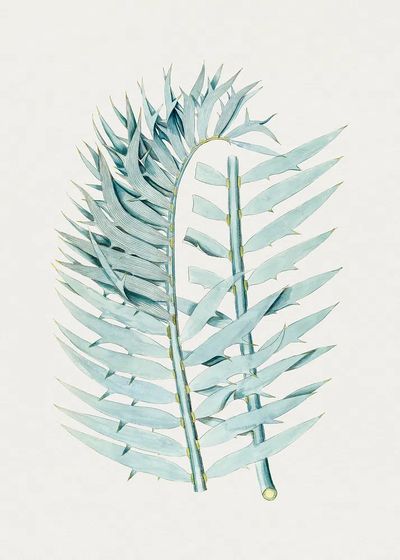 Vintage Eastern Cpe blue cycad.
