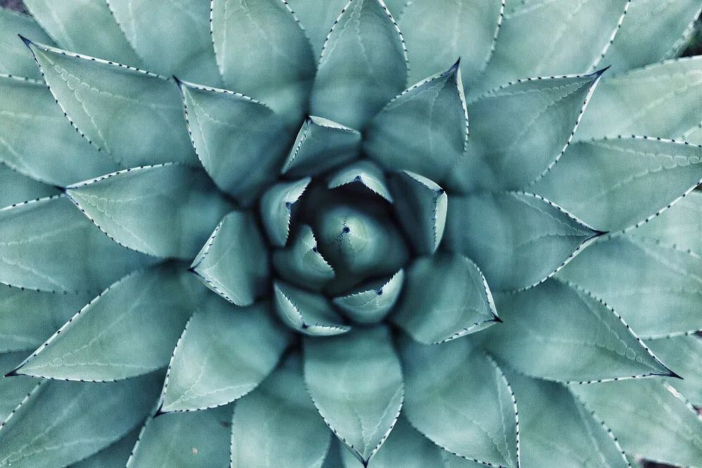 Succulent macro shot. poster — botanical art