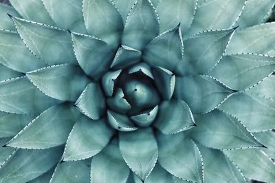 Succulent macro shot. poster print