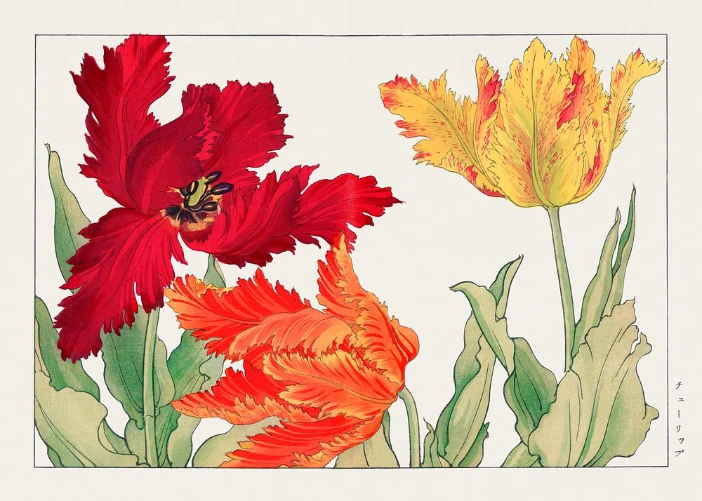 Parrot tulip, Japanese woodblock art. poster — botanical art