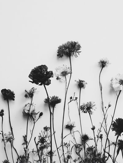 Pressed Wildflowers Black-White Print. poster print