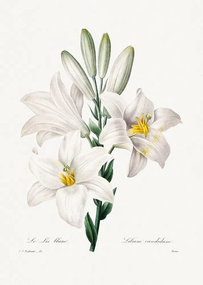 Madonna Lily Choix des plus.