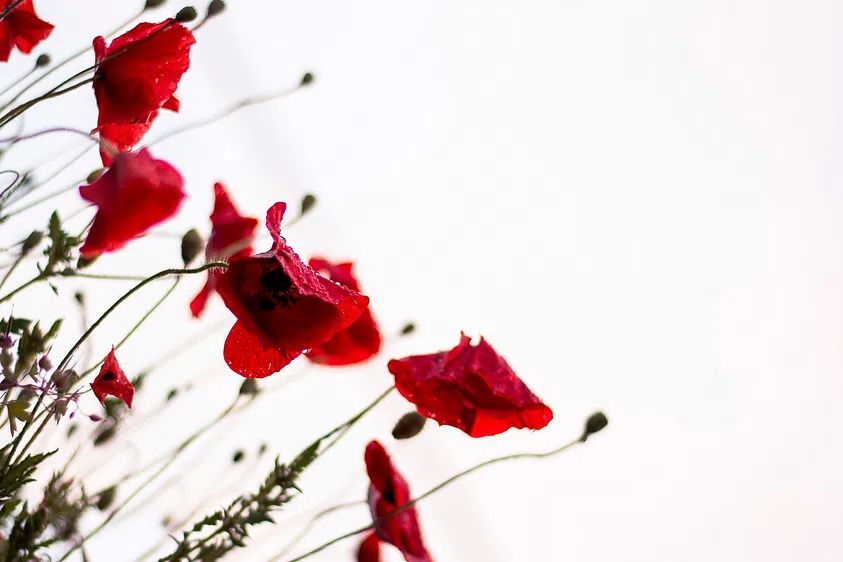 Flower wallpaper, aesthetic HD nature. poster detail