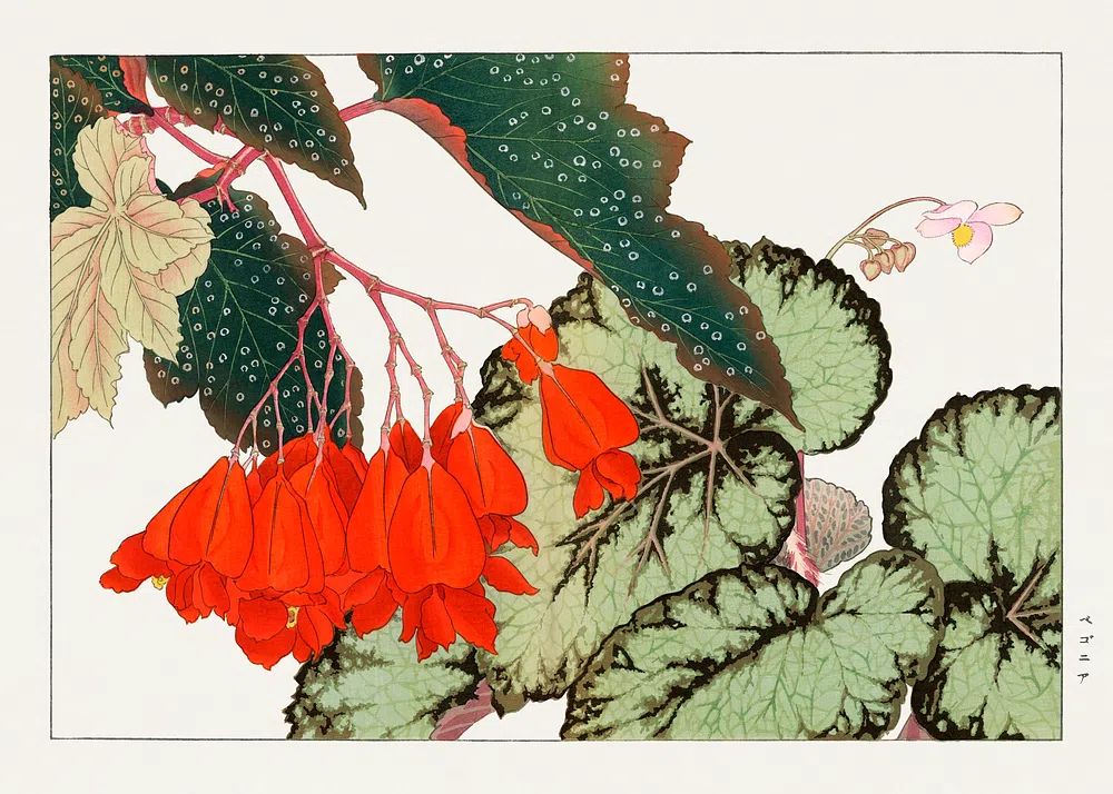 Cracklin Rosie Begonia flower woodblock. poster — botanical art