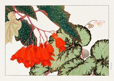 Cracklin Rosie Begonia flower woodblock. poster print
