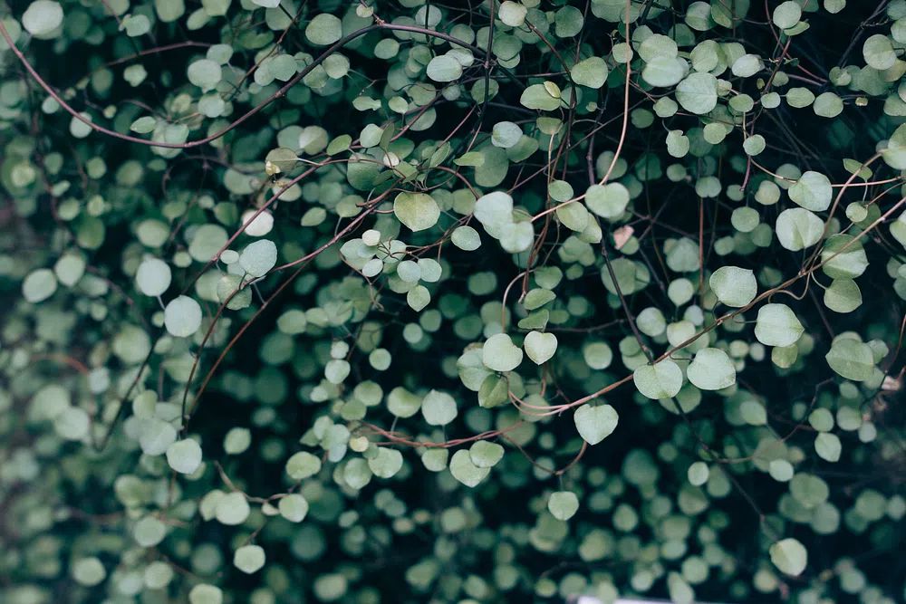 Green leafed plant. poster detail