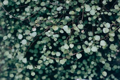 Green leafed plant. poster