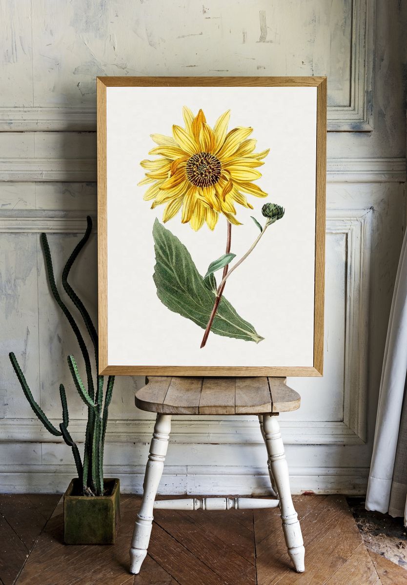 Antique illustration of Sunflower. — room view 1