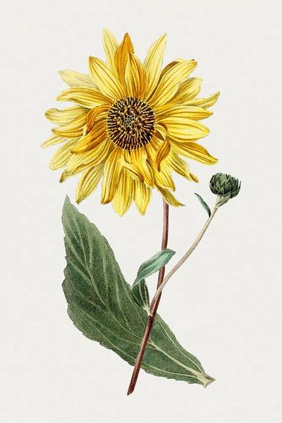 Antique illustration of Sunflower. poster print