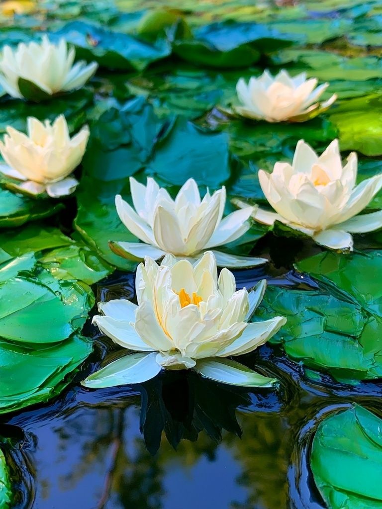 Water Lilies Botanical Print. poster detail