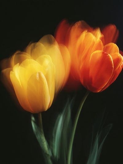 Blurred Tulips Botanical Print.