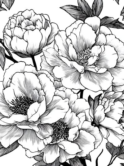 Peony Bloom Line Art Poster. poster print