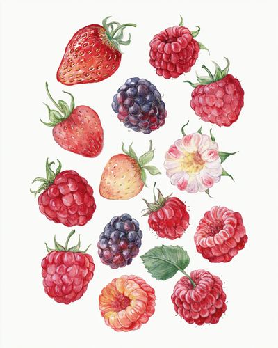 Watercolor Berries Botanical Poster.