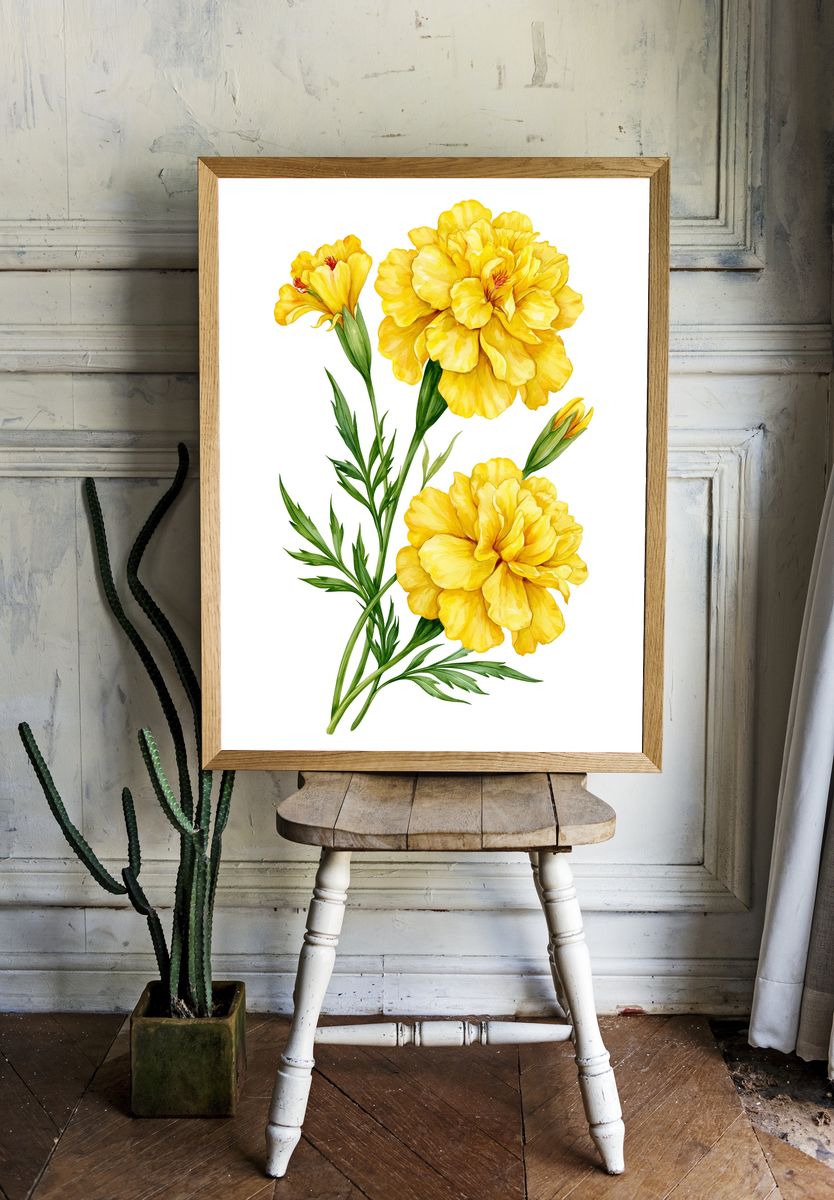 Yellow Marigold Botanical Print. room preview